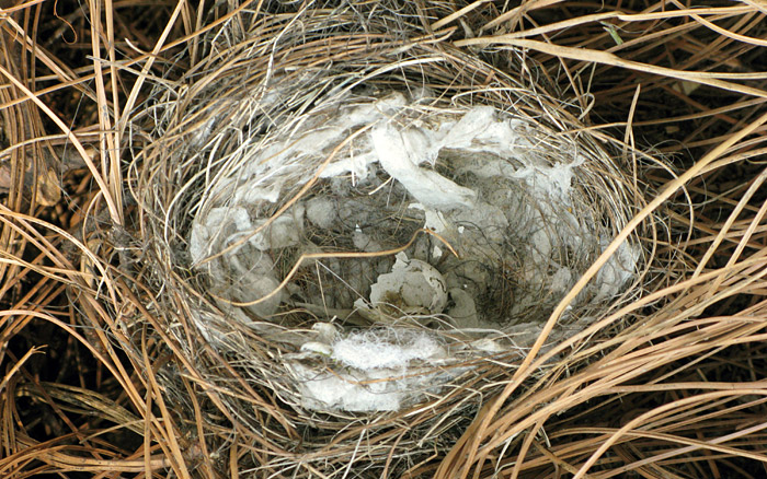 Nest | Close up of centerpiece nest with broken bird's shell, 2009